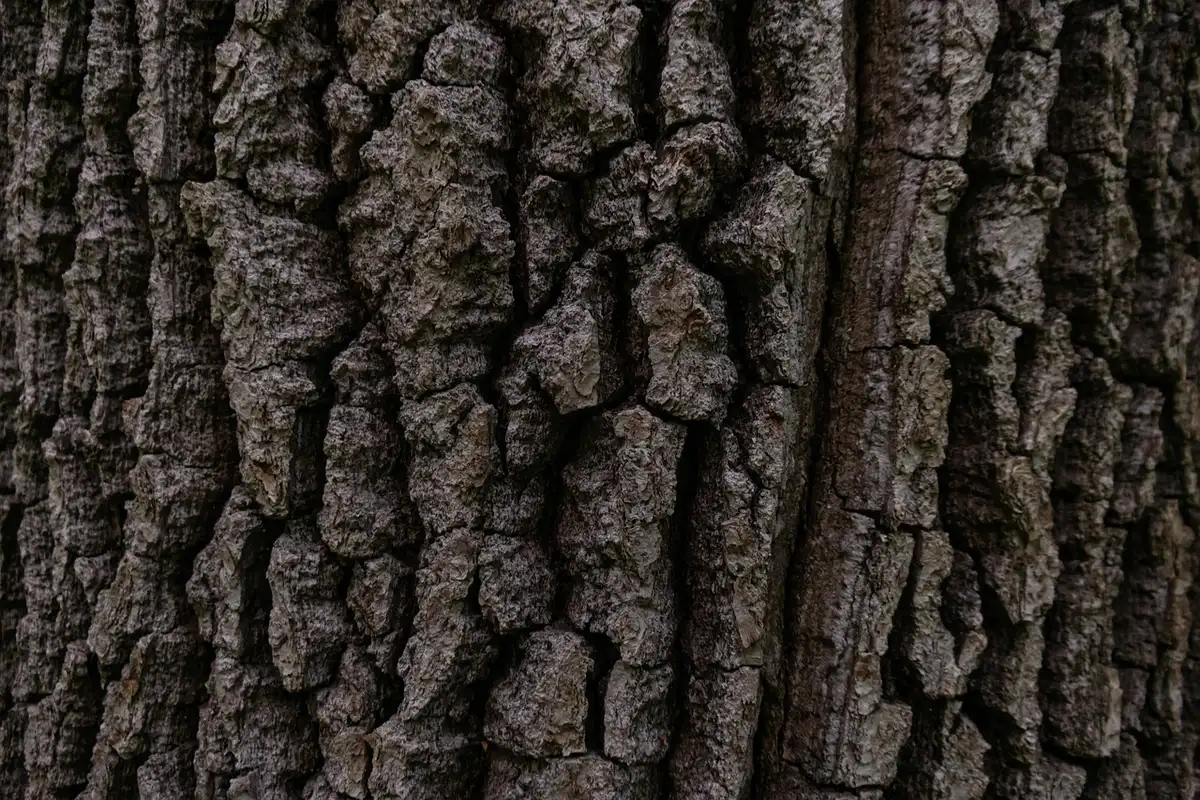 Façade d'une maison avec fissures visibles et jardin ombragé par un arbre